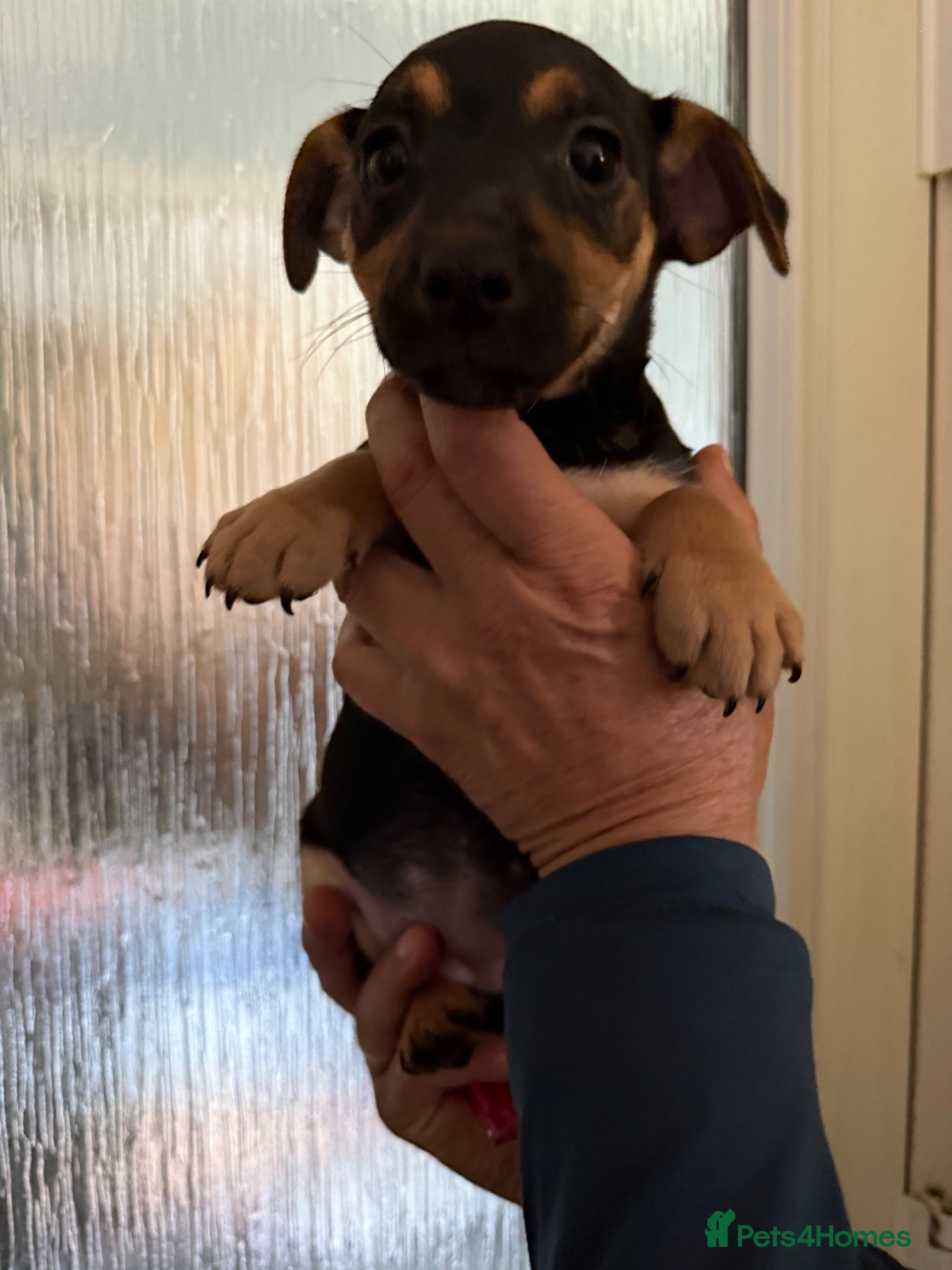 Jack Russell dogs Last female Jack russel puppy  - Advert 1