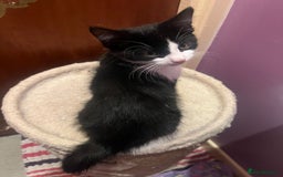 Mixed Breed cats for adoption: Rescue kittens need forever homes - Image 3