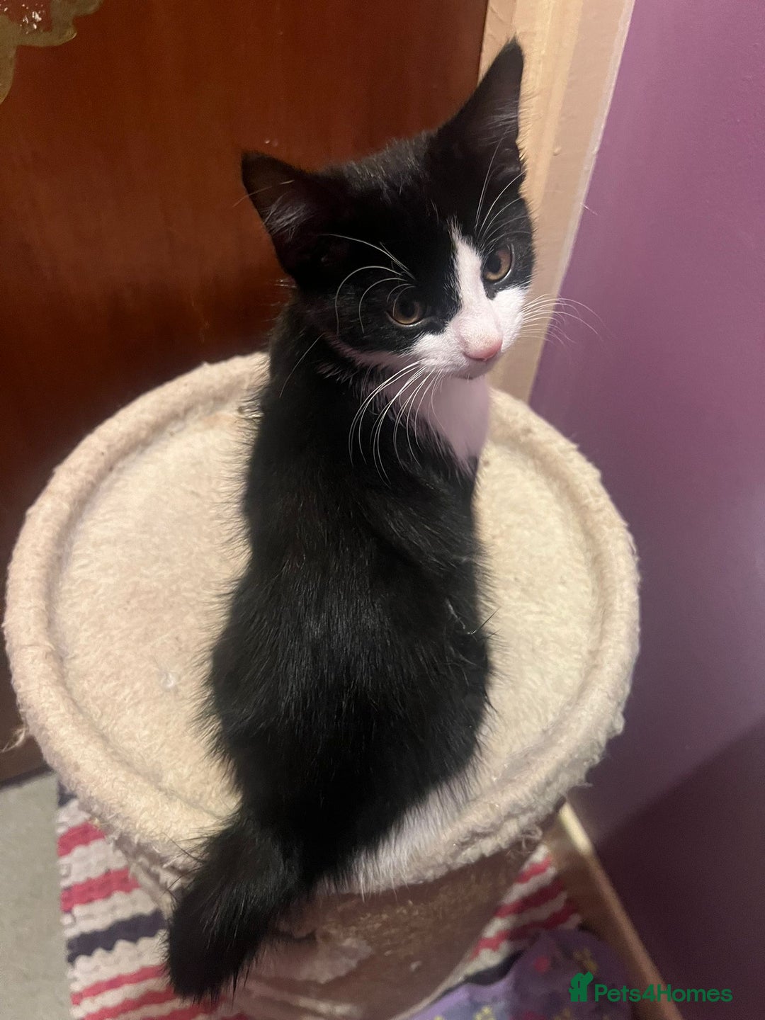 Mixed Breed cats for adoption: Rescue kittens need forever homes - Image 3
