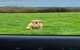 Labrador Retriever dogs for stud: **Handsome Labrador for Stud** - Image 1
