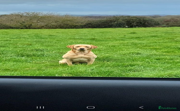 Labrador Retriever dogs - Advert 1