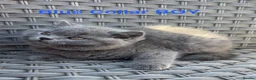 British Shorthair cats for sale: GCCF British Short Hair Kittens Blue  - Advert 9