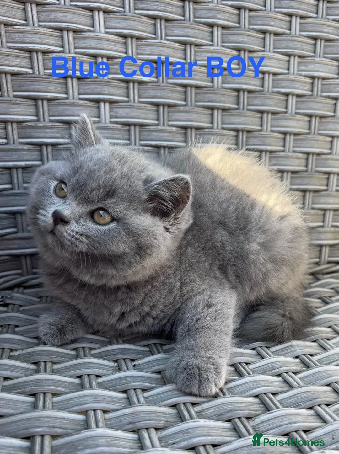 British Shorthair cats for sale: GCCF British Short Hair Kittens Blue  - Advert 9