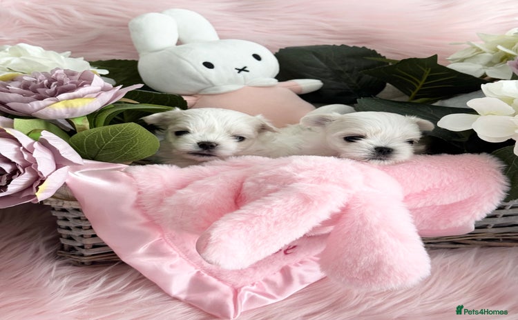 Maltese dogs - Advert 1