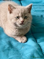 British Shorthair cats - Advert 1