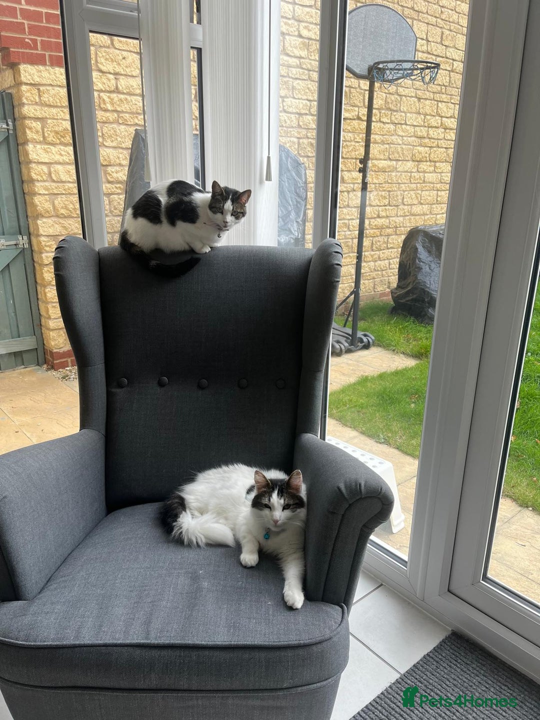 Mixed Breed cats for sale: Adorable girl and boy - Advert 2