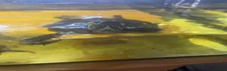 Terrapin reptiles for sale: Water turtles  in Houghton le Spring - Advert 3