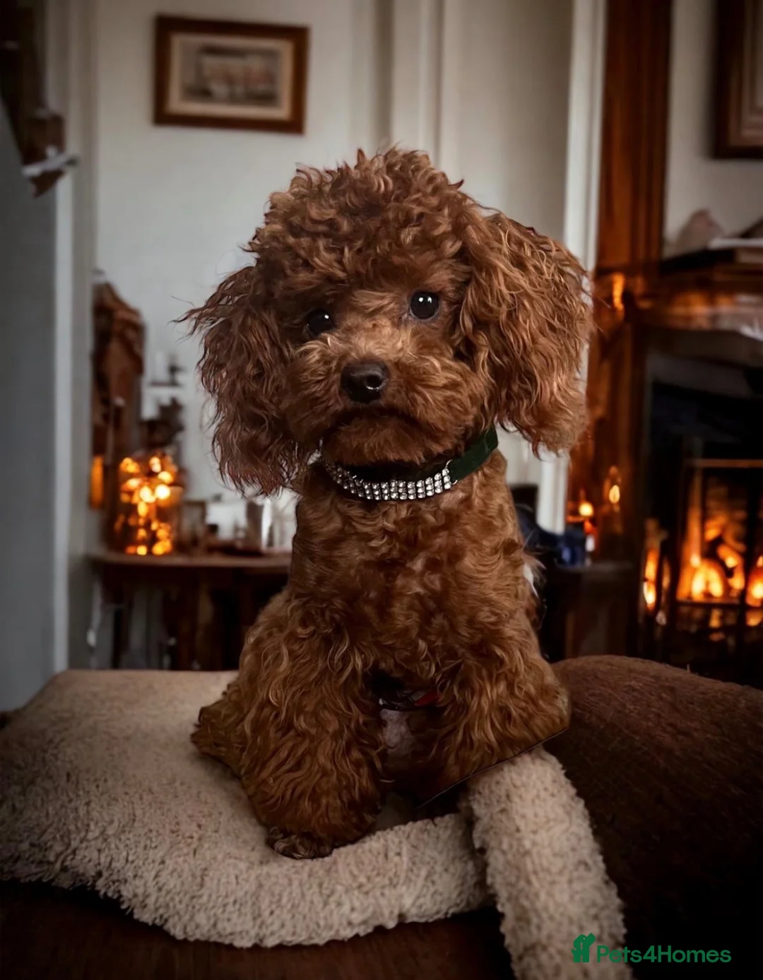 Toy Poodle dogs for sale: Beautiful Red Toy Poodle Puppies 🤎🐩 - Advert 15
