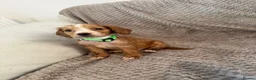 Cocker Spaniel dogs for sale: Working cocker spaniels  - Advert 13