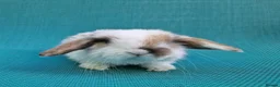 Mini Lop rabbits for sale: Mini lop babies - Advert 9