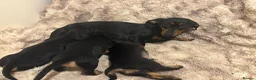 Dachshund dogs for sale: Beautiful Dachshund puppies  in Redhill - Advert 2