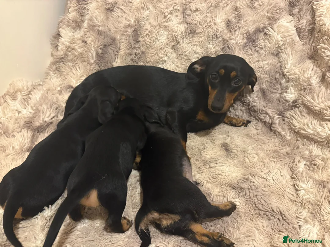 Dachshund dogs for sale: Beautiful Dachshund puppies  in Redhill - Advert 2