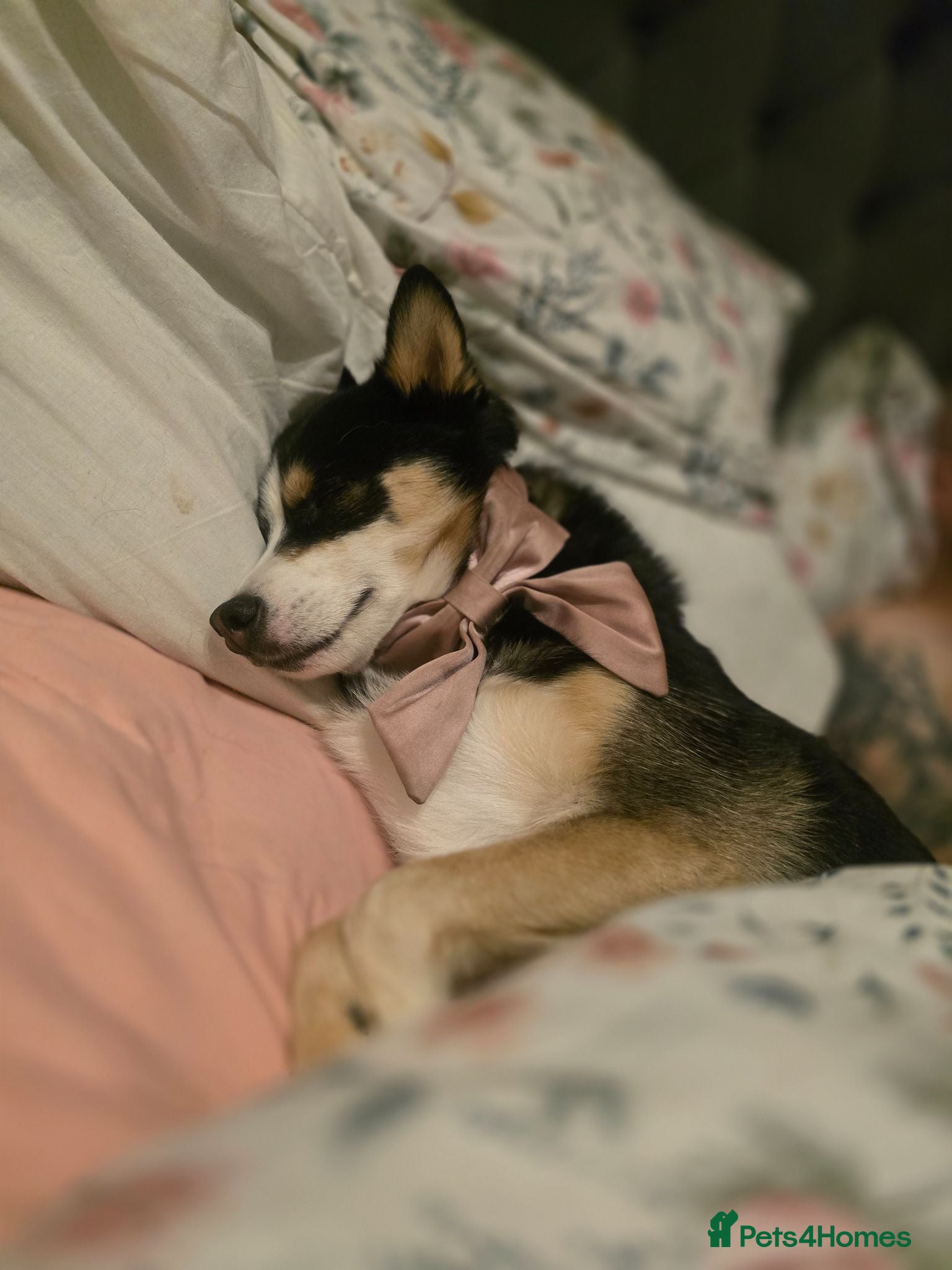 Pomsky dogs Reluctant sale of beloved girl - Advert 1