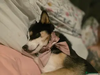 Pomsky dogs Reluctant sale of beloved girl - Advert 4