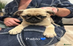 Pug dogs for sale: 🐶 KC Registered Pug Puppies-Ready Now! 🐶 - Image 4