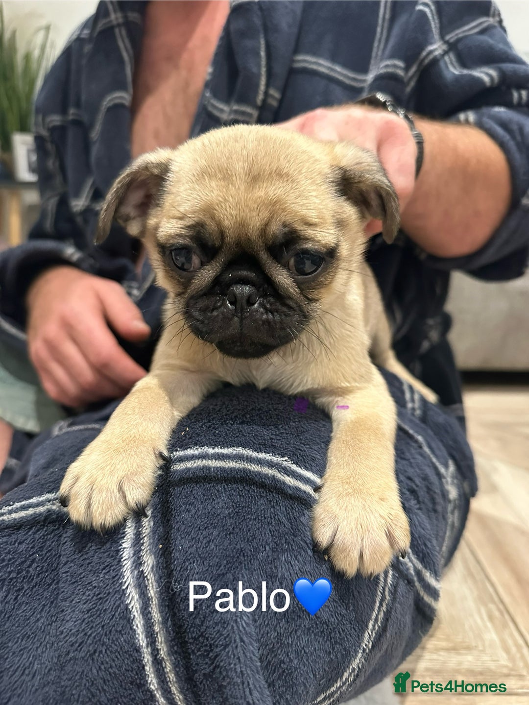 Pug dogs for sale: 🐶 KC Registered Pug Puppies-Ready Now! 🐶 - Image 4