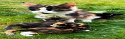 Mixed Breed cats for sale: KittensLooking for Loving Families Half maine coon - Advert 10