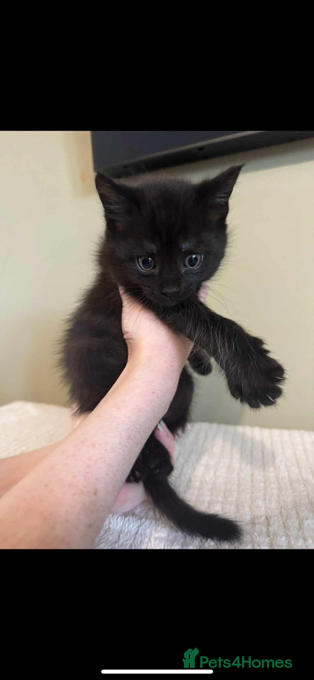 Maine Coon cats for sale: Gorgeous sweet half maine coons  - Advert 11