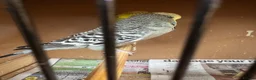 Budgerigars birds for sale: Budgies  in Brierley Hill - Advert 3