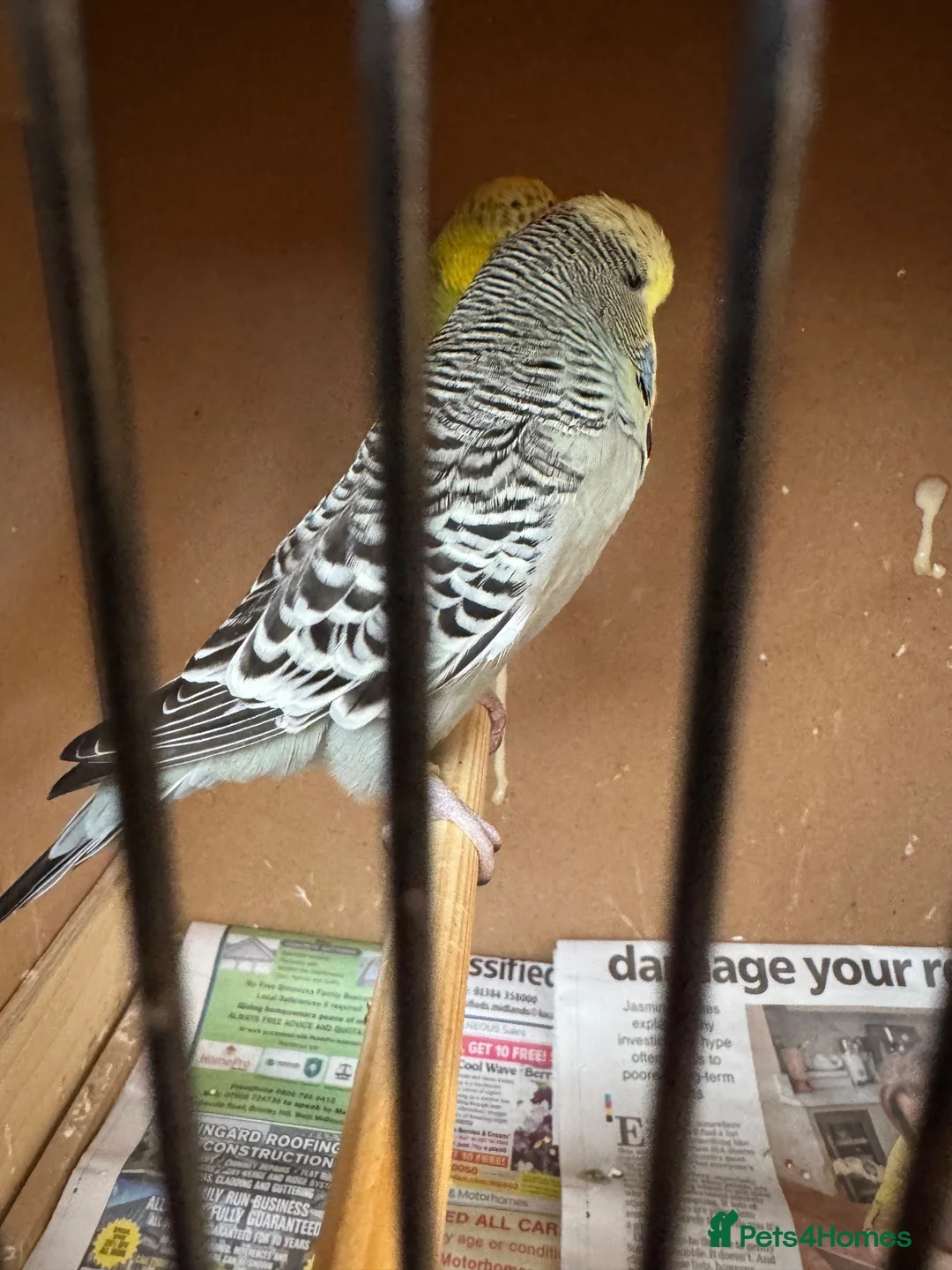 Budgerigars birds for sale: Budgies  in Brierley Hill - Advert 3