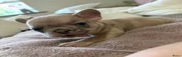 French Bulldog dogs for sale: Beautiful French Bulldog Pups - Advert 8