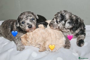 Cockapoo dogs - Advert 11