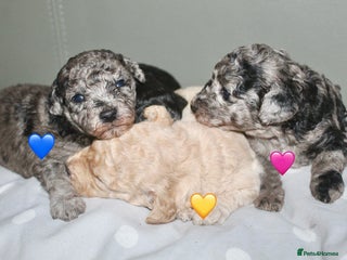 Cockapoo dogs - Advert 12