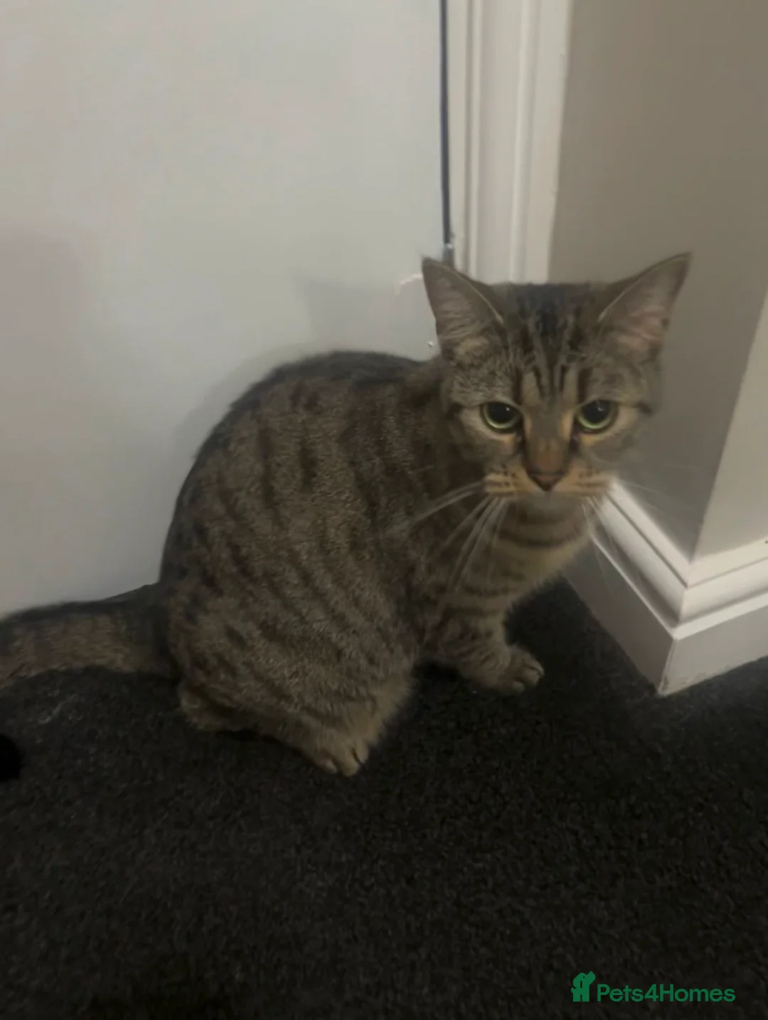 Scottish Fold cats for sale: Snowy & Honey in Middlesbrough - Advert 2