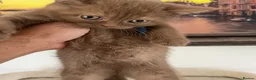 British Shorthair cats for sale: British Shorthair Kittens  - Advert 21