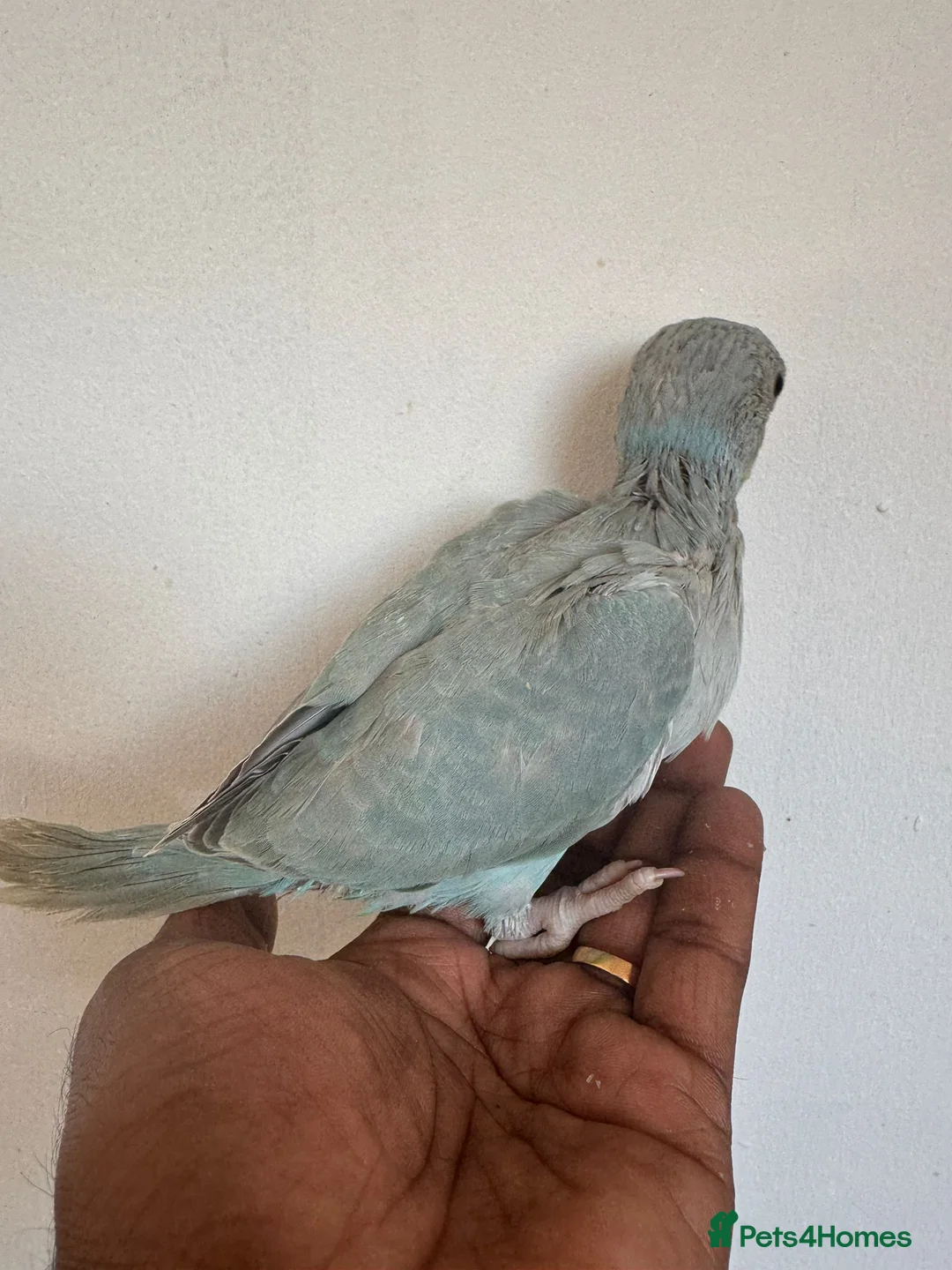 Ringnecks birds for sale: HAND REARED INDIAN RING NECK - Advert 7