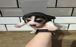Beagle dogs for sale: Beautiful beagle puppies  - Advert 19