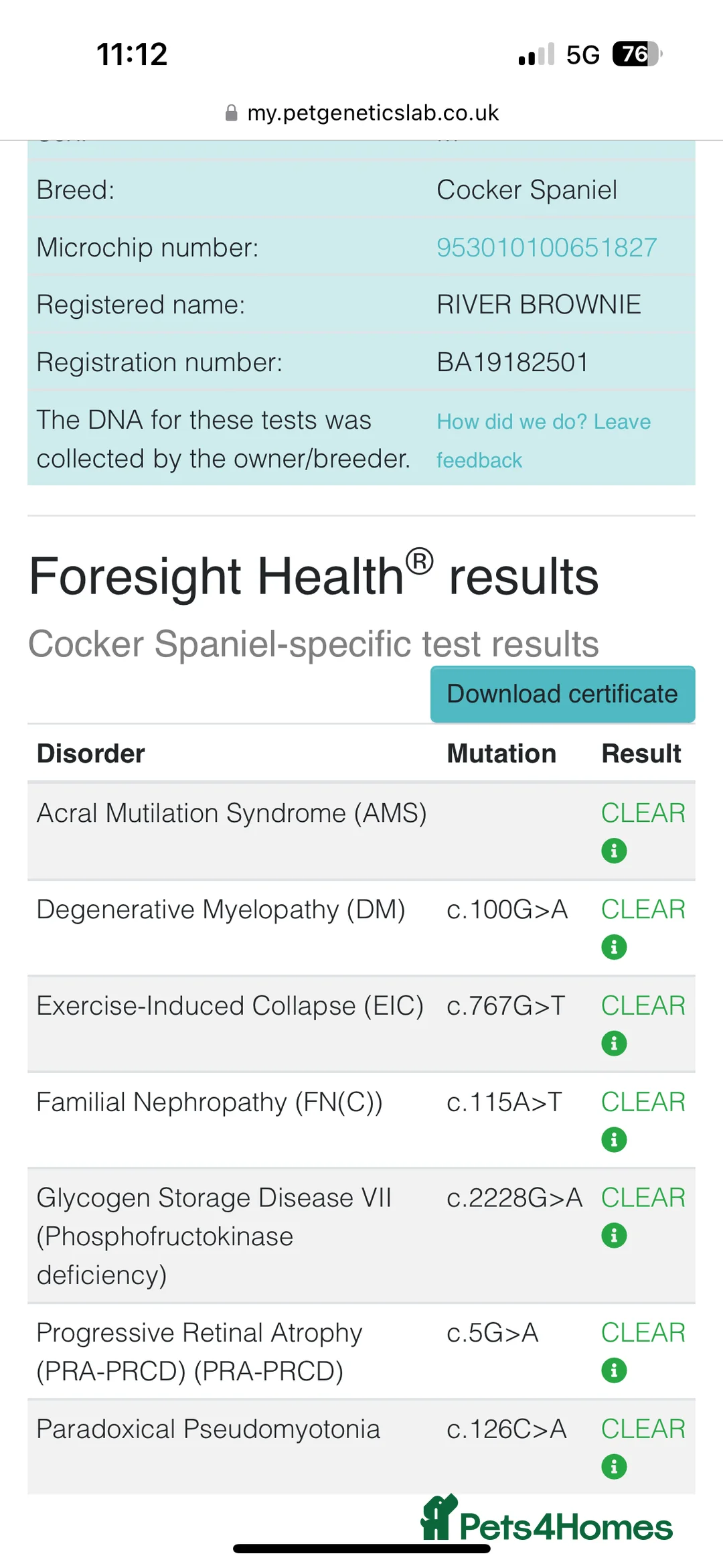 Cocker Spaniel dogs for stud: Working cocker for Stud *proven* in Penicuik - Advert 15