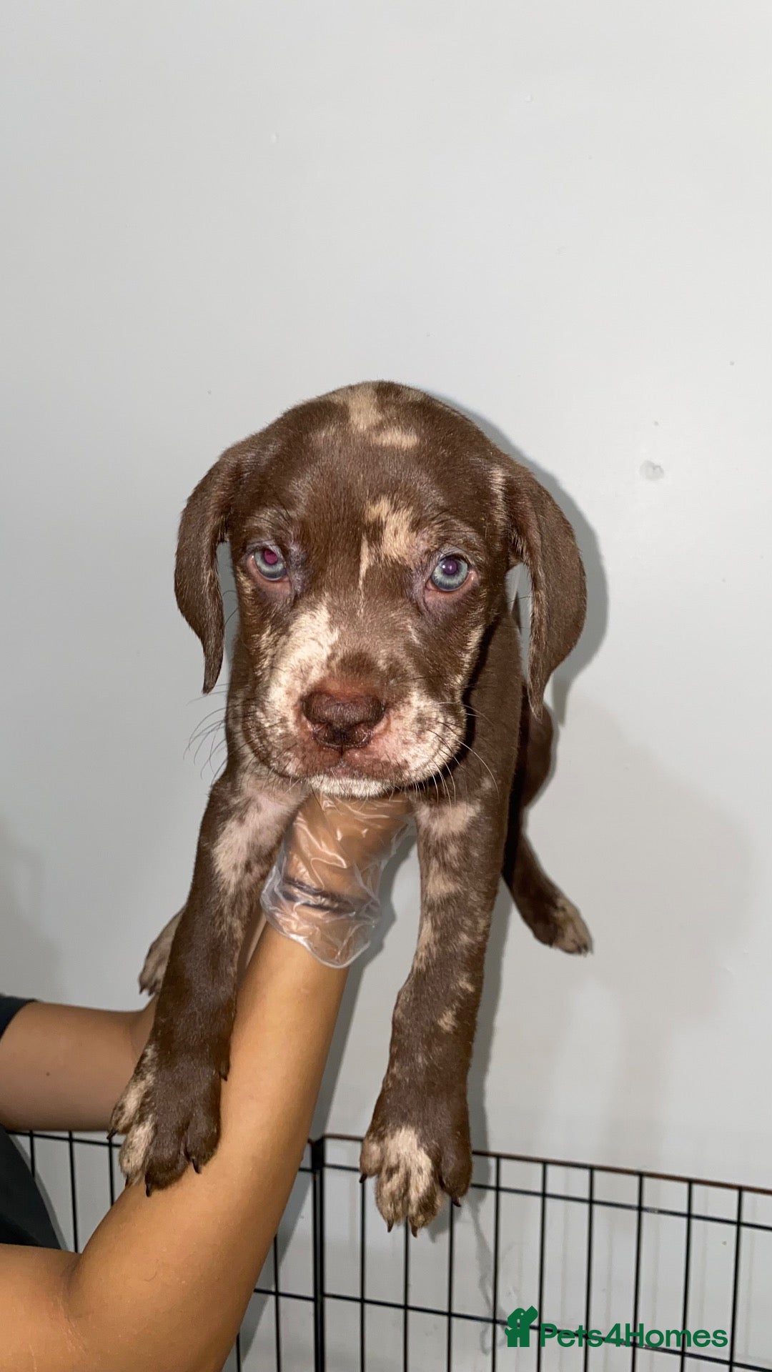 Mixed Breed dogs 8 week old Merle bandog puppies  - Advert 5