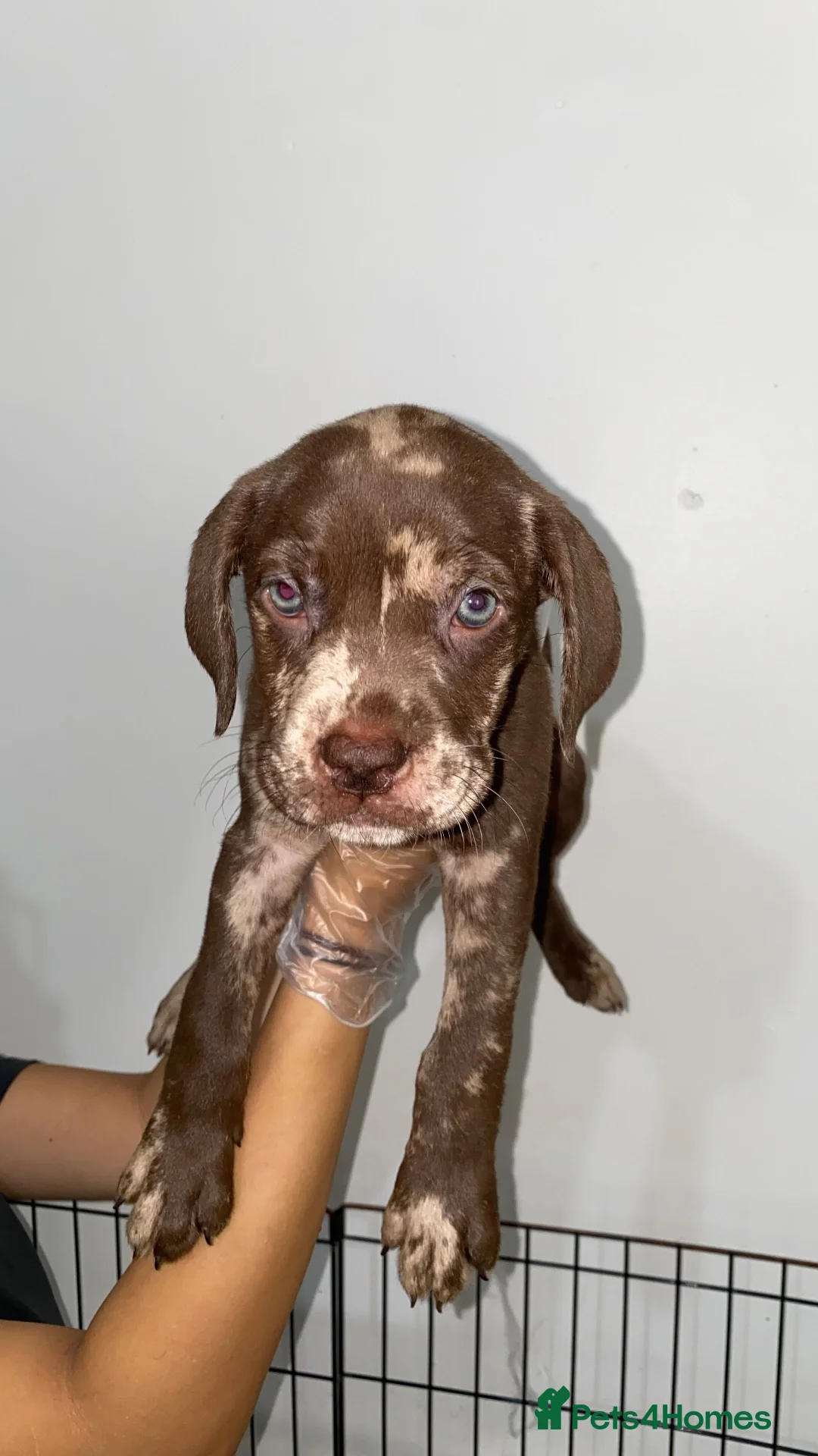 Mixed Breed dogs for sale: 8 week old Merle bandog puppies  - Advert 1