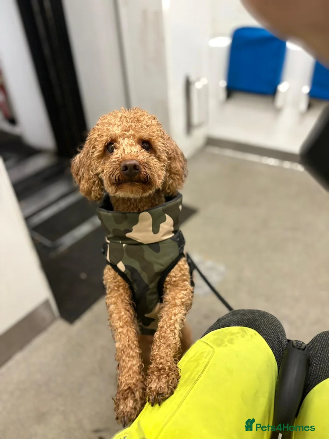 Toy Poodle dogs for sale: Male toy poodle for a good home - Advert 5