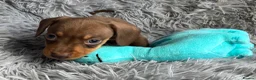 Miniature Dachshund dogs for sale: KC reg, PRA Clear Beautiful Natured Pups - Advert 10