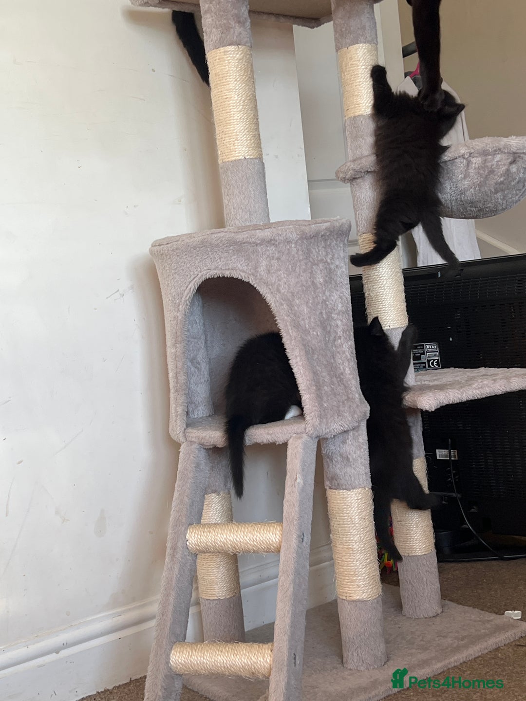 Mixed Breed cats for sale: Kittens - Image 6