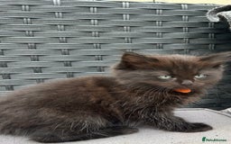 Ragdoll cats for sale: ALL RESERVED Ragdoll X beautiful fluff ball - Image 2