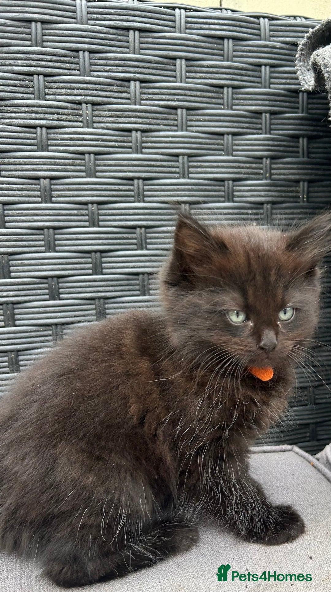 Ragdoll cats for sale: ALL RESERVED Ragdoll X beautiful fluff ball - Image 2
