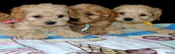 Cockapoo dogs for sale: ✨💥 Absolutly stunning Cockerpoo pups ready soon✨ - Advert 9