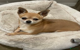 Chihuahua dogs for sale: Lovely lady rose - Image 1
