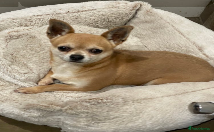 Chihuahua dogs - Advert 1
