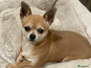 Chihuahua dogs - Advert 7