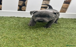 Staffordshire Bull Terrier dogs for sale: Blue Female Staffordshire Bull Terrier - Image 3