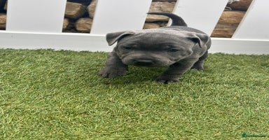 Staffordshire Bull Terrier dogs - Advert 1