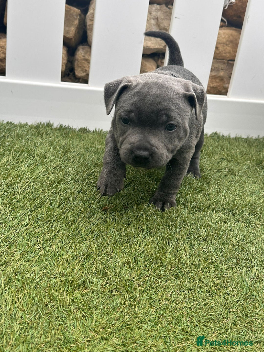 Staffordshire Bull Terrier dogs for sale: Blue Female Staffordshire Bull Terrier - Image 3
