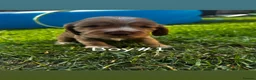 Cocker Spaniel dogs for sale: English Show type cocker spaniels  in Peterborough - Advert 5