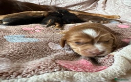 Cocker Spaniel dogs for sale: Kc reg show type cocker spaniel puppies  - Image 4