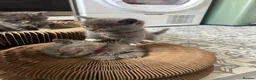 Scottish Fold cats for sale: Blue scottish fold/straight kittens - Advert 14