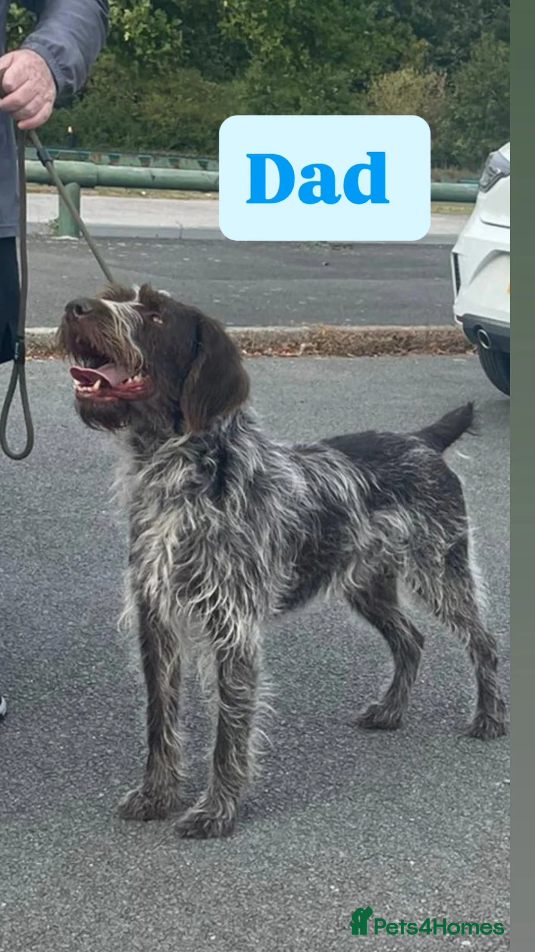 German Wirehaired Pointer dogs for sale: German wire hair pointers for sale - Advert 2